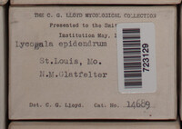 Lycogala epidendrum image